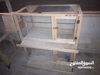  1 قنون طيور بحال الجديد للبيع