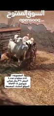  4 حلال منوع للبيع