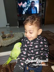  12 ببغاء درارة هندي ذكر اسمو كوكو عمر سنتين مطوق اليف جدا ما بعض نهائي لعوب بحب الاطفال
