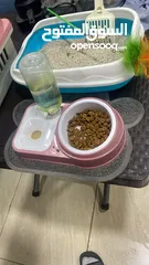  6 قطه شيرازي للبيع العمر  سبعه اشهر