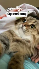  1 مطلوب ذكر للتزاوج فقط وليس للتبني. في منطقة الشامخة  أو الرياض او الفلاح فقط