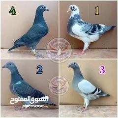  1 حمام وق زواجل غير الي بصورة هدول للفت اانتباه