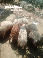  1 موجود خواريف اعمار 7.5 شهور ونص وزن قائم تقريبا 45 كيلو قطعه بصلاة على النبي
