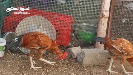  7 Chickens age 8 months