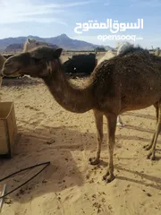  3 بكره للبيع