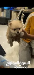  3 Pomeranian بومارينيان