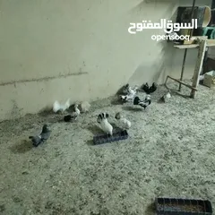  9 حمام للبيع