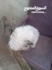  3 كلب فرنسي لعوب