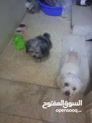  3 جوز مالتيز بيور بي الصلاة على زي ما أنتو شايفين بي عينكم عبارة عن كلاب مقزمة وانتجو قبل هيك مرة وحدة