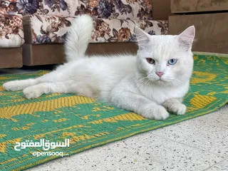  3 قط شيرازي أبيض White Male Persian Cat