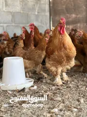  6 بيض مخصب نوعين   الاول ( كوشن العملاق) اصل  الثاني ( هجين)  : ديك الكوشن العملاق مضروب مع دجاج هجين