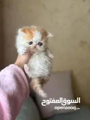  2 قط ذكر  سكوتش لعوب عمره شهر ونص