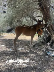  1 رافت الغزال g