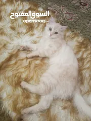  2 قط شيرازي مميز للبيع