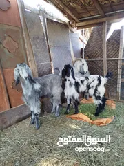  3 شاه شاميه وبناتها توام