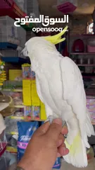  6 ببغاء كوكاتو فصيلت سلفركريستد
