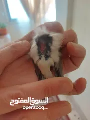  3 متاح حساسين  اربع فحول وخمس طواير  و   كنار طيره صريره حسون