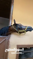  1 مهر اصيل واهو مسجل للبيع
