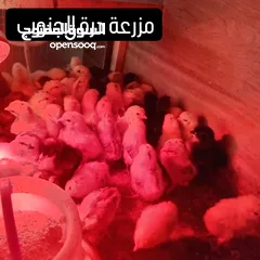  3 للبيع فروخ دجاج عربي