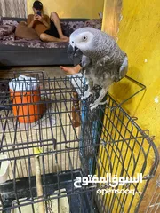 6 موجود كاسكو متكلم واليف بيطلع عاليد وبحب يلعب