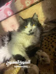  3 قططط عرططه شيرازي العمر