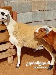  9 خرفان وطنيه للبيع