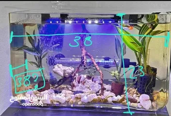  8 Two fishtank for Sales