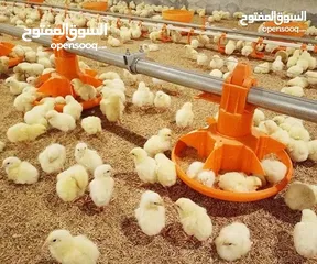  9 تجهيز وبناء مزارع الدواجن المغلقة