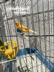  8 فحل وطيرتين للبيع