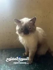  2 قط هملاي نضيف