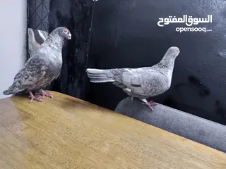  7 جوز قراقطه للبيع معهم فرخ