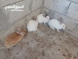  3 طقم ارانب ثلث اناثي وذكر انثيتين وذكر فرنسيات وانثى بلديه