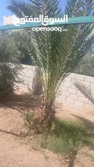  5 منزل للبيع قصر حلابات غربي قرب مصانع طيبه