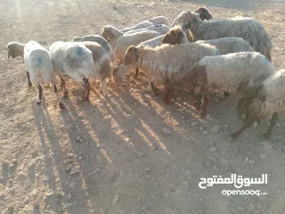  7 بلدي نفس الصور بالضبط عقائق ومناسبات ونذر اوزان 20 ل30 لحم صافي