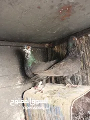  8 جوز عمريات نخب اول مخاليف شغللات وجوز ذبابنه مخاليف شغالات للبيع