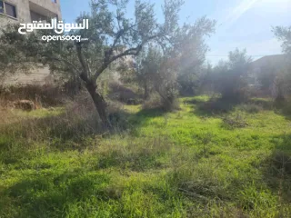  5 خلف مخابز البلد