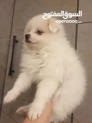  12 جراء بوميريان اصغر حجم تيكب