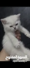  2 كتن بيور ذكر وانثى عمر شهرين