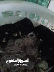  5 جوز حمام قلاب لوت نخب للبيع