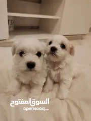  3 Maltese puppy’s pure adoption available