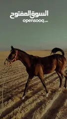  1 بسم الله ماشاءالله