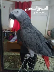  7 بغبغاء كاسكو