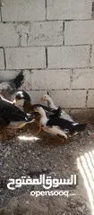  2 مطلوب بيض بط وبيض حبش