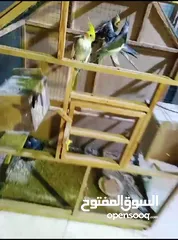  2 اقفاص وطيور للبيع