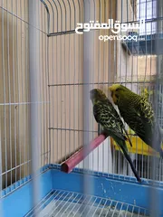  1 متاح جوز حب طفرات