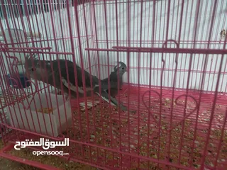  14 ببغاء كنيور نوع بيرلي و مزيد من الطيور و مستلزماتها