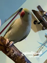  12 باذن الله جوز ببغاء دره هندي أليفات ومتكلمات