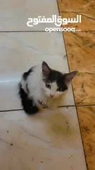  2 Free adoption persian kitten
