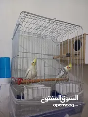  2 جوز كوكتيل جاهز أنثى أليفه