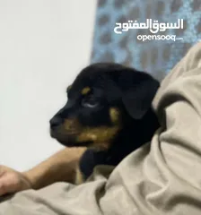  3 ذكر روت وايلر